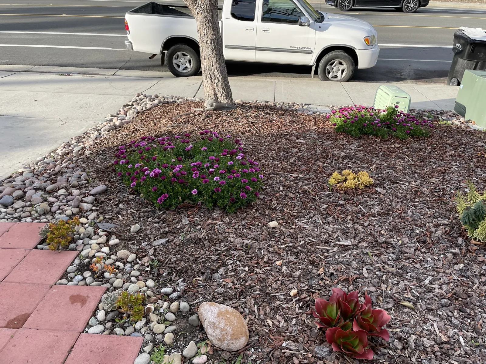 Front Garden Planting