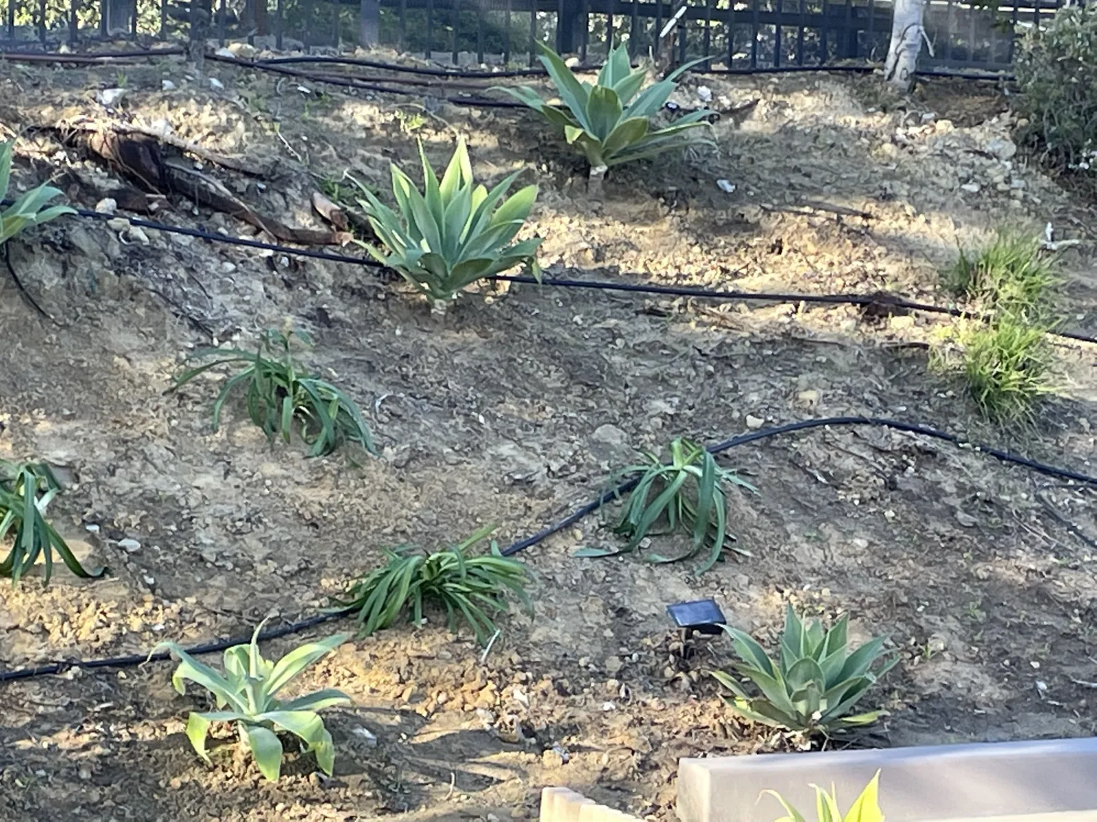 Planting & Irrigation