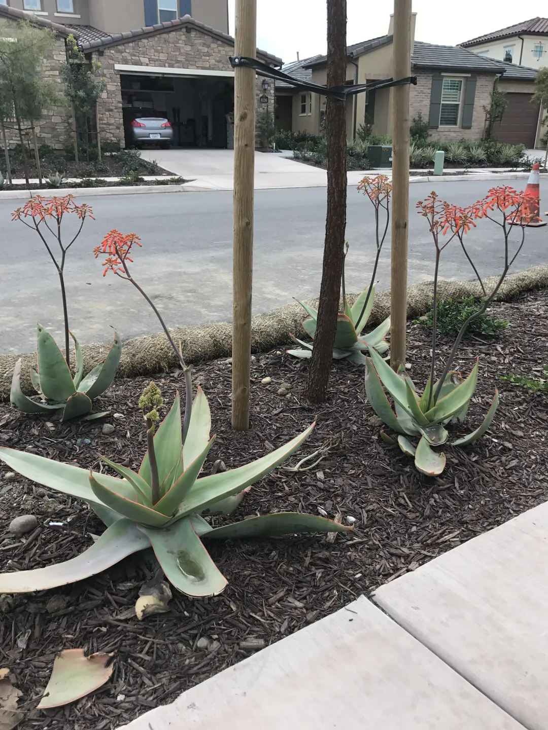 Succulents along a garden border