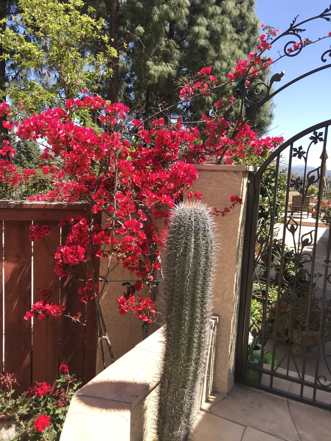 A flowering vine at the gate