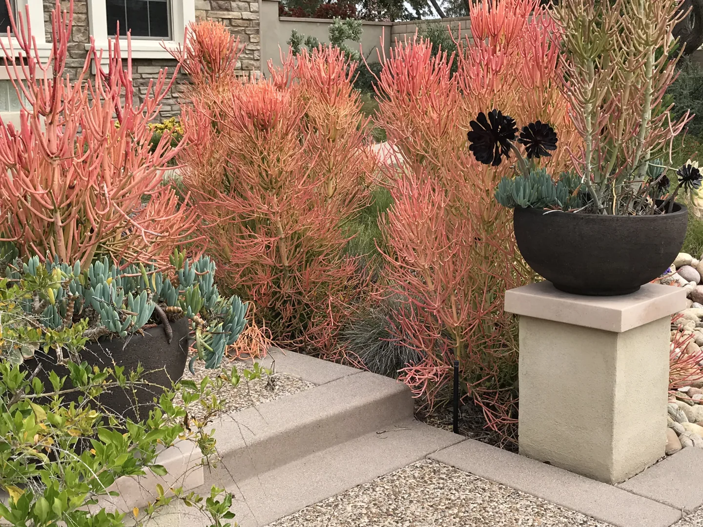 Planting beside the entrance steps